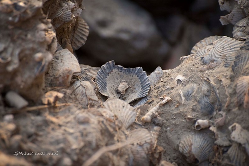 fossili dei calanchi di Montalbano Jonico