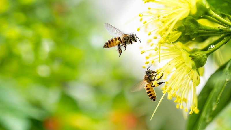 3bee api