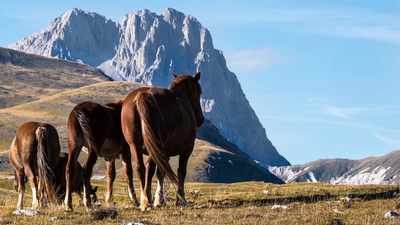 Abruzzo Corno Grande Gran Sasso Foto Mauro Cappelletti CAVALLI