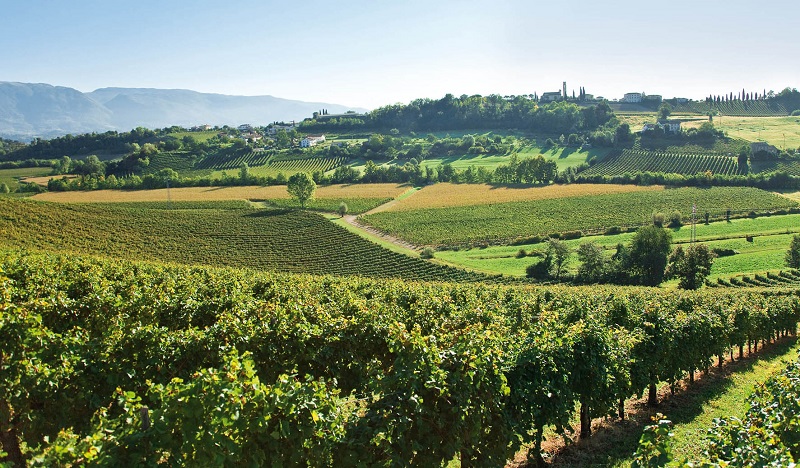 Azalea 3 Valpolicella