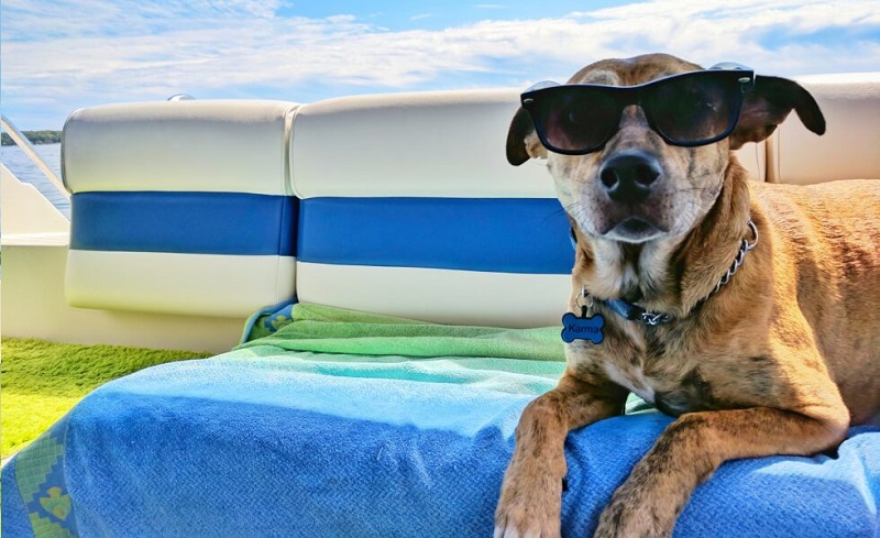 COPERTINA BORGHIDOG