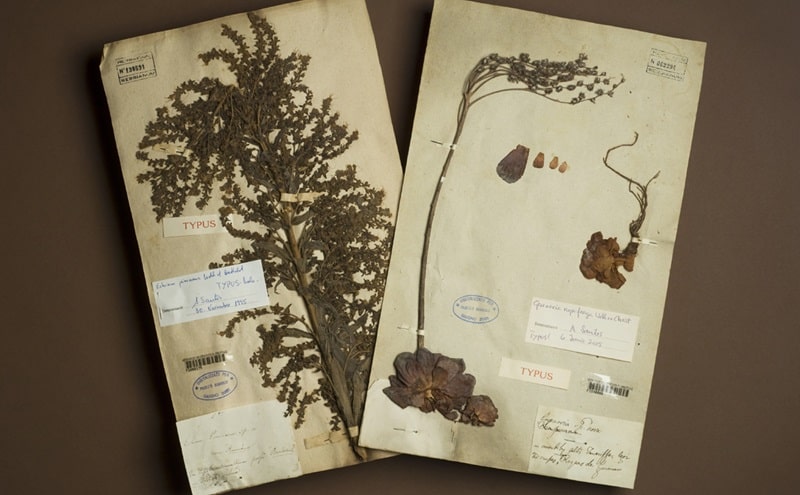 A Firenze si incontrano la storia della botanica italiana e il futuro della ricerca sulla biodiversità