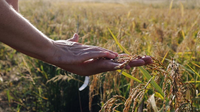 Green Storytellers 10