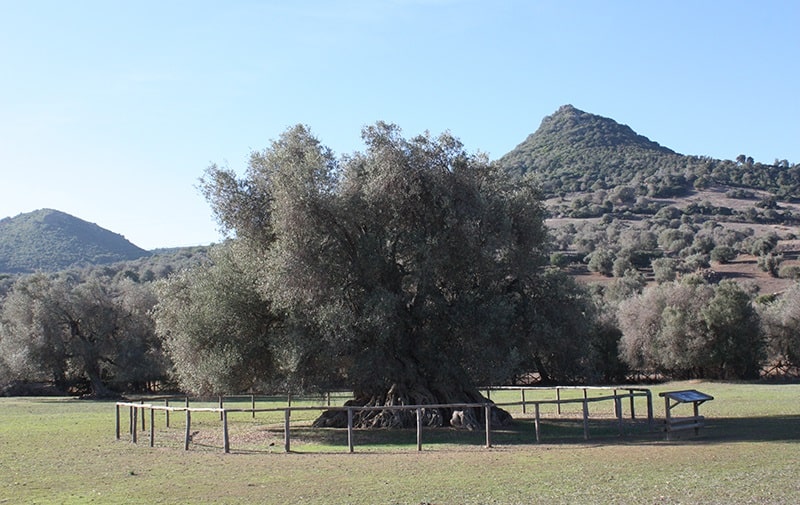 L olivo di Villamassargia Sud Sardegna
