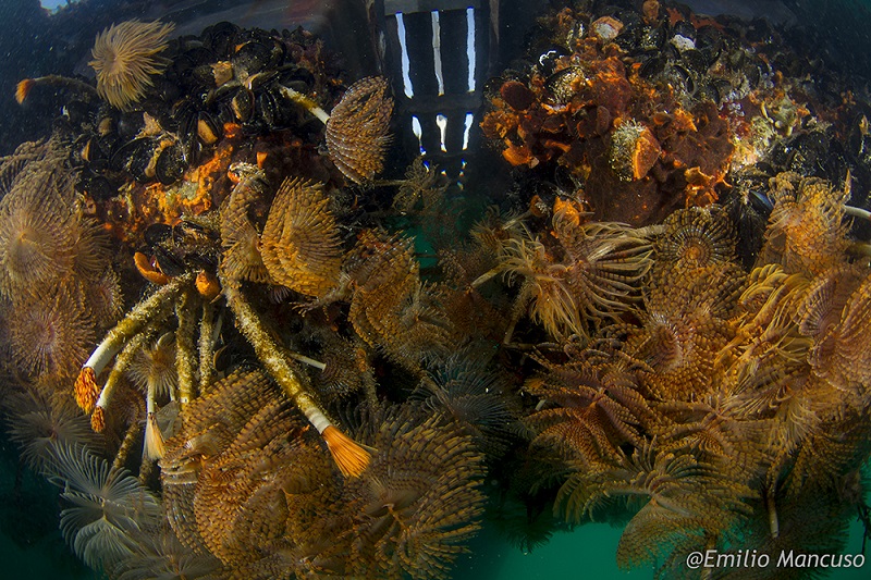 Organismi LaSpezia02