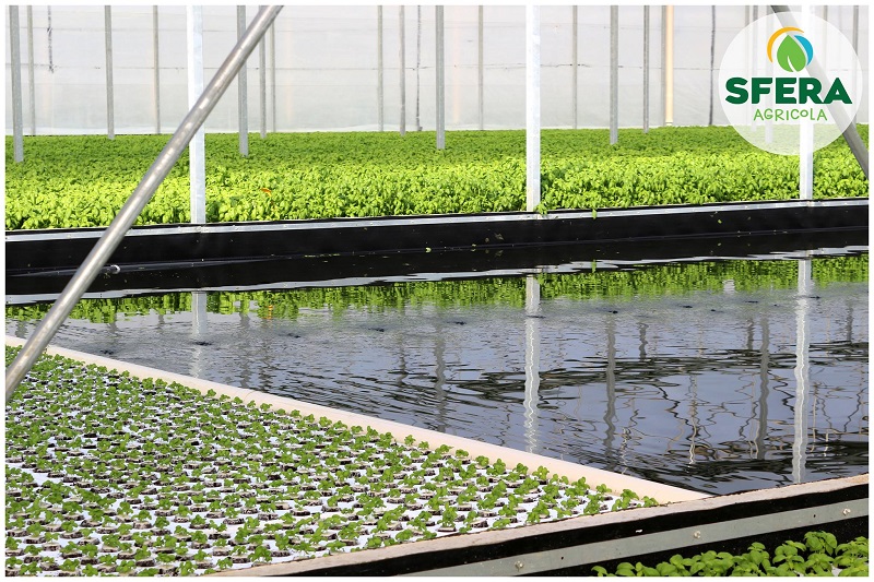 Sfera 1 Produzione di basilico con tecnica idroponica