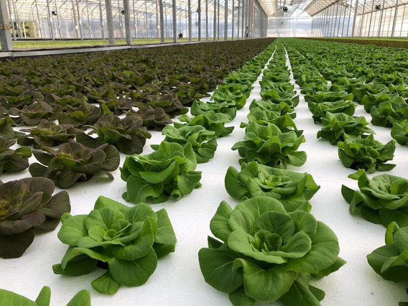 Sfera 4 coltivazione idroponica sfera