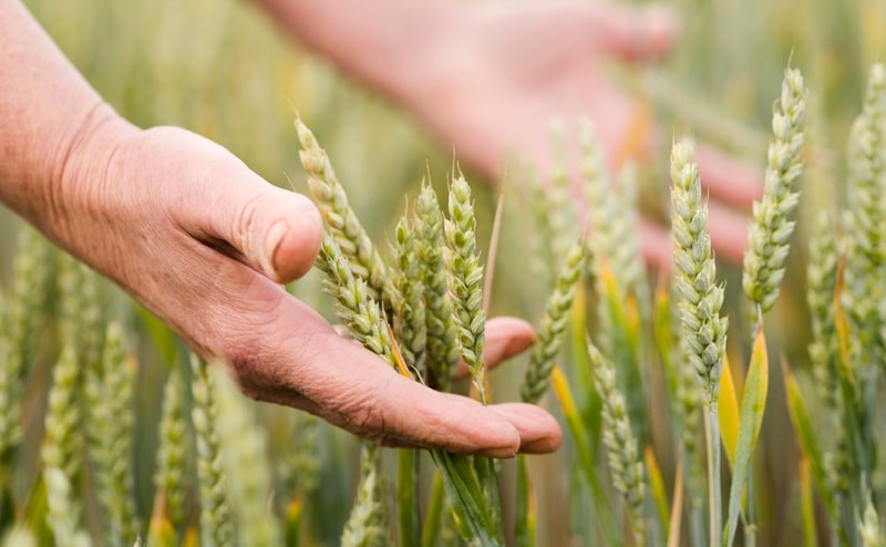 Coltiviamo Agricoltura Sociale 2025, il bando per progetti innovativi di solidarietà e inclusione