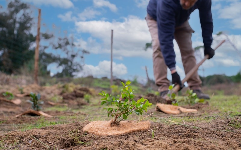 Atlante delle Foreste: nel 2023 in Italia piantati oltre 2,4 milioni di alberi