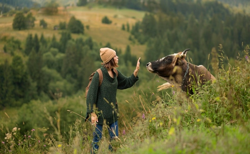 Armonia e Rispetto: un bando per progetti dedicati alla coesistenza tra uomo, natura e animali