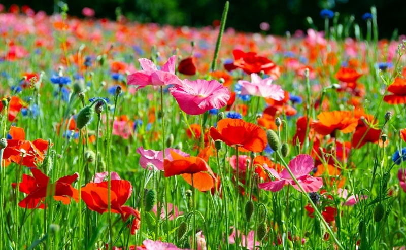 Al via il progetto della prima "Biblioteca della biodiversità" italiana