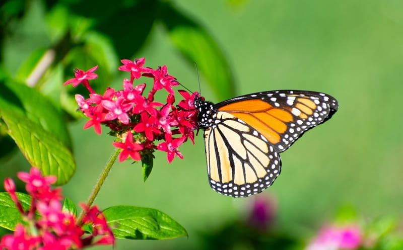 Biodiversità in posa: la citizen science per conoscere e tutelare la natura 