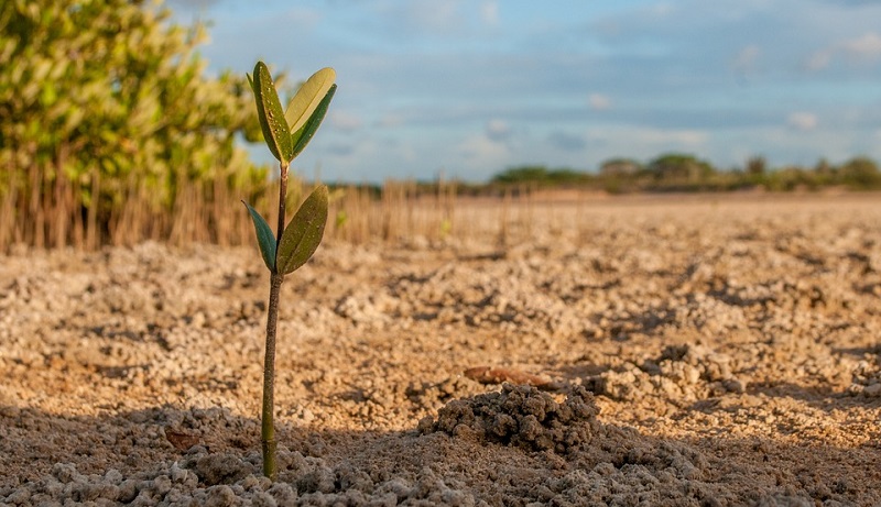 bizaway mangrovia copertina