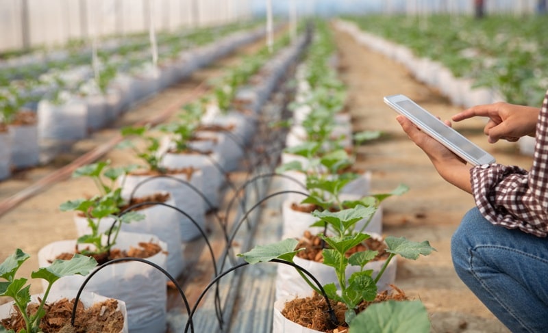 Agritech: irrigazione di precisione, grazie all’intelligenza artificiale