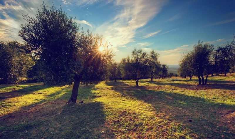 cammini puglia alberi 2022