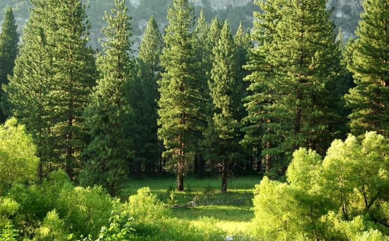 Lotta al cambiamento climatico: l'efficienza delle piante nel "catturare" il carbonio