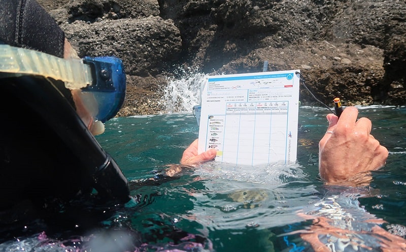 censimento visivo portofino pesci sentiunella enea