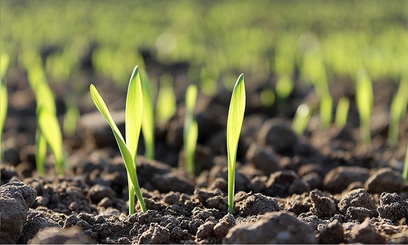 dal suolo al campo bando 2022