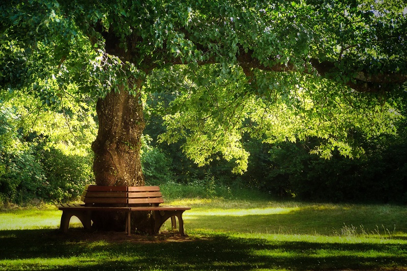 emilia romagna alberi 3