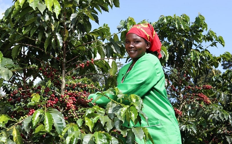 fairtrade mappa diritti 2023