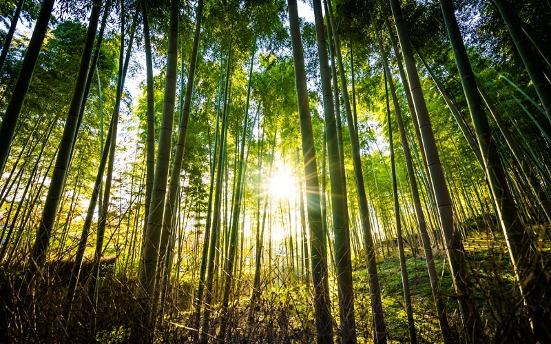 foresta innovatori vaia copertina