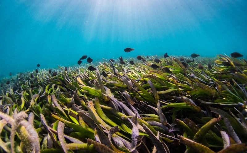 foreste marine replant
