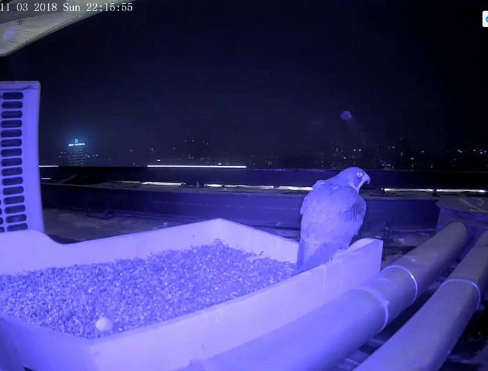 Giulia veglia sul suo uovo. Fonte: Facebook giulia notte