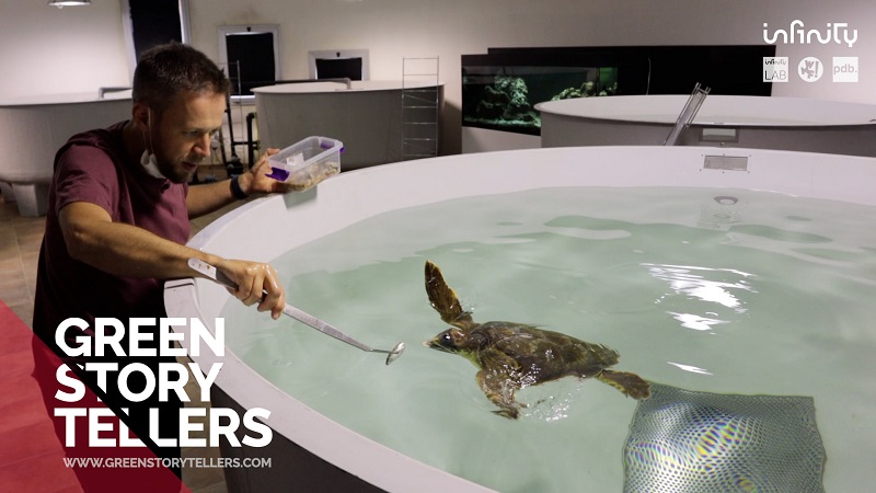 green story tellers tartaruga