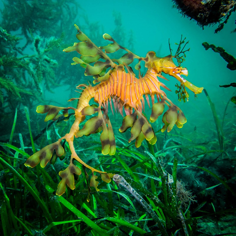 illusiocean pannelli pesce dragone