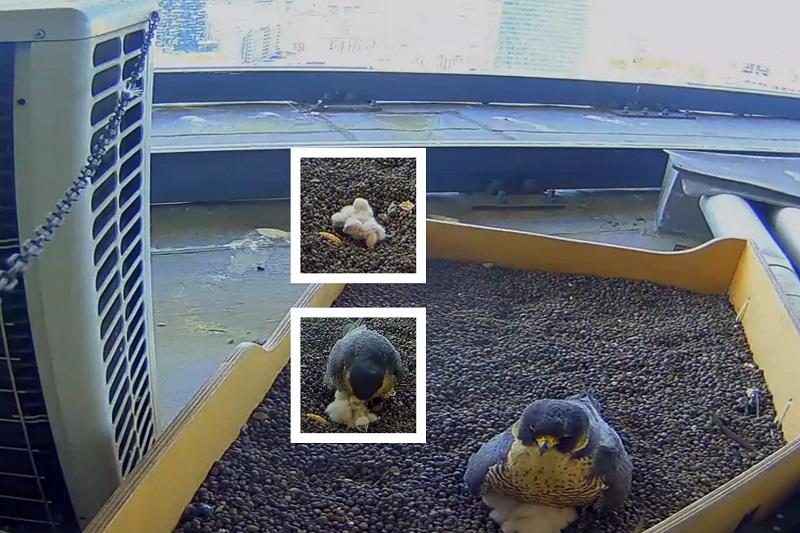 imm falco pellegrino pirelli