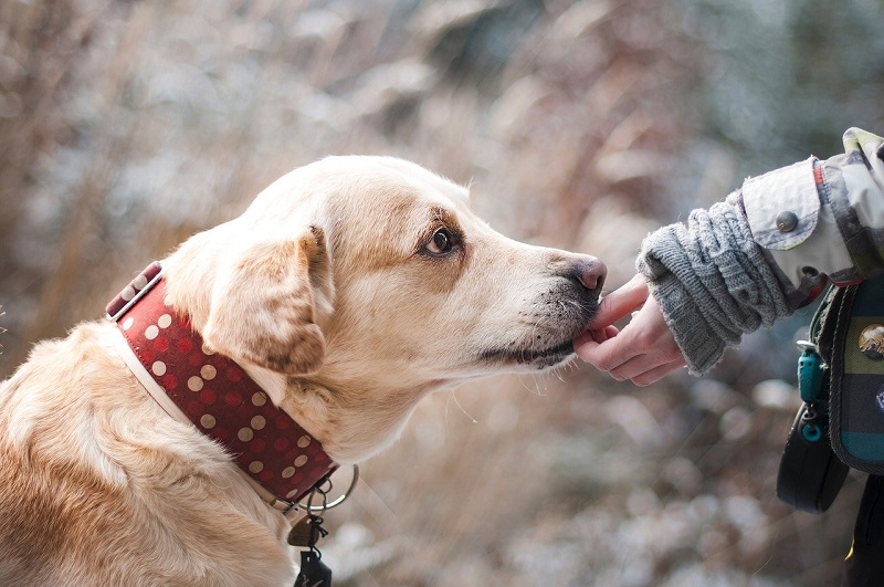 jesurum dogsitter
