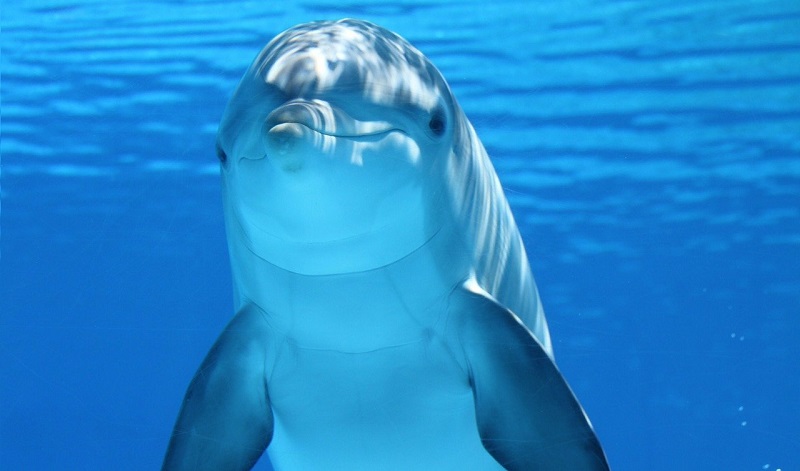 legambiente delfino