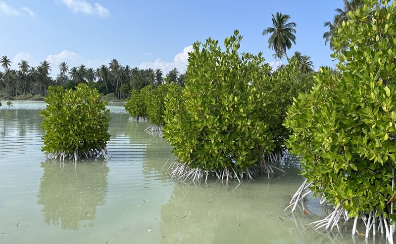 mangrovie università bicocca 2024