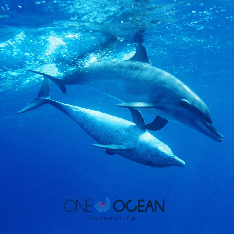 one ocean foundation