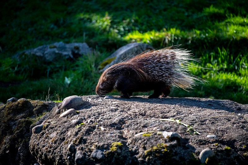 parchiaperti FOTO 3 ente parco orobie valtellinesi