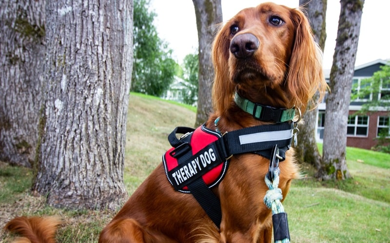 Emilia-Romagna, al via il primo bando regionale per progetti di pet therapy