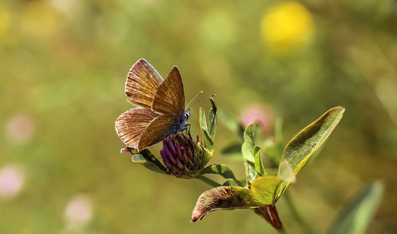 pollinaction 2