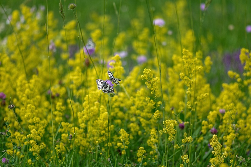 pollinaction 3