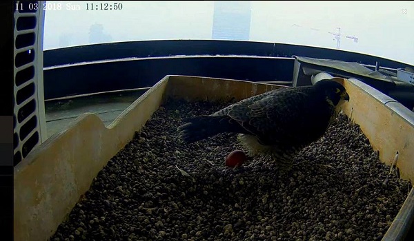 Il primo uovo di Giulia. Fonte: Facebook primouovo