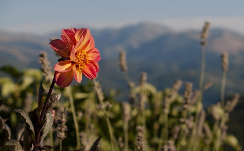 Progetto Appennino 2026: al via il nuovo modello biennale per lo sviluppo delle aree interne