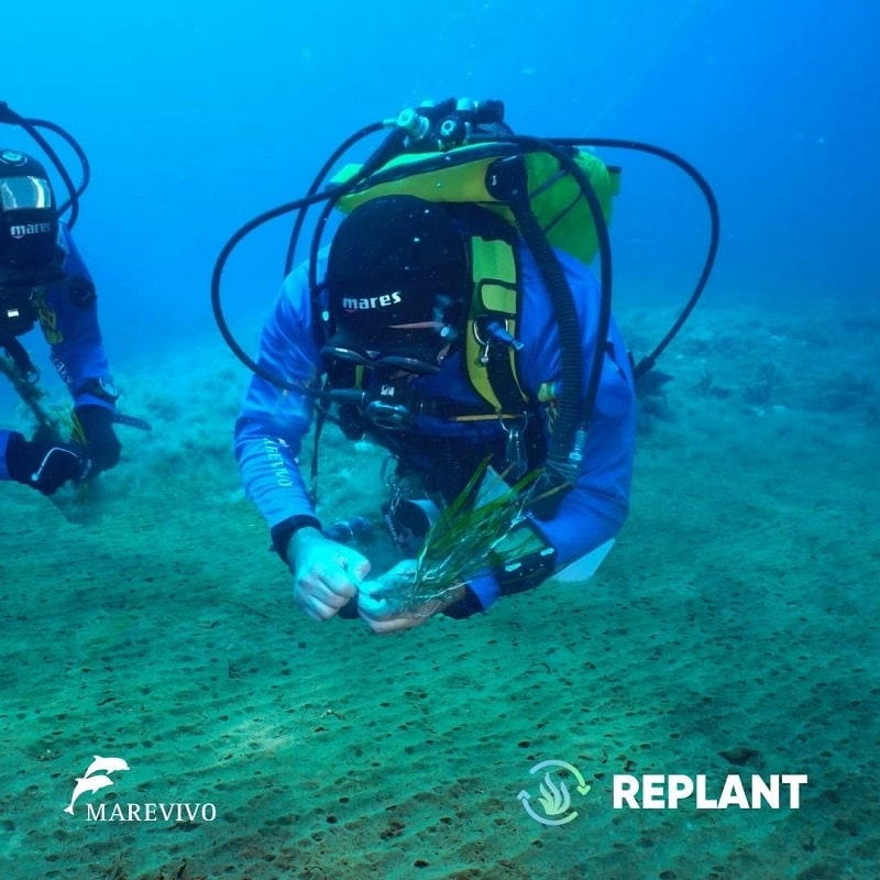 replant