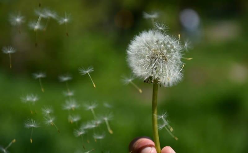Bando “Semi di Bene” 2026: sostegno al volontariato genovese con UniCredit e Celivo