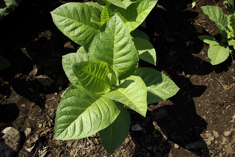 tabacco selvatico enea