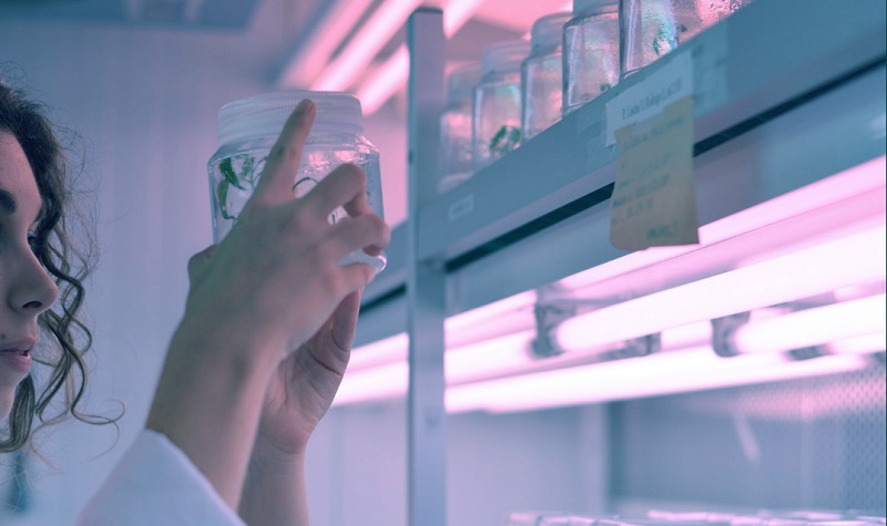 tabacco selvatico enea laboratorio 1