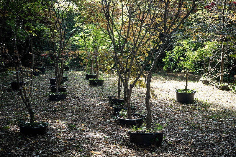 wetree Bosco Stem